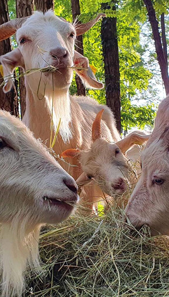 Tourisme dans la Drôme : la ferme du facteur enchantée – Hauterives