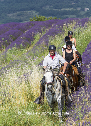 Promenades à cheval à 450 mètres du camping nature dans la Drôme la Grivelière